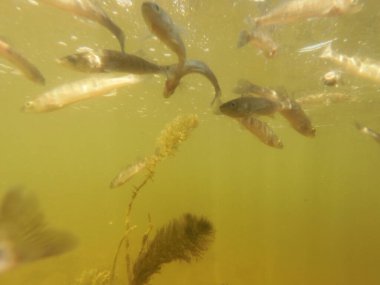 Tatlı su deposuna çingene tüneği (Sander lucioperca) stoklamak
