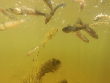 Tatlı su deposuna çingene tüneği (Sander lucioperca) stoklamak