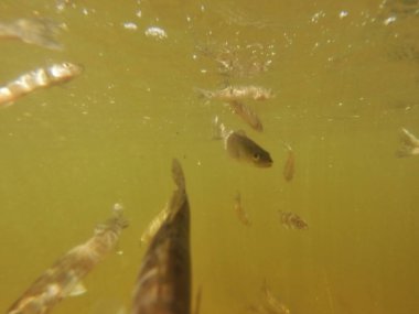 Tatlı su deposuna çingene tüneği (Sander lucioperca) stoklamak