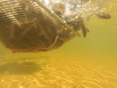 Tatlı su deposuna çingene tüneği (Sander lucioperca) stoklamak