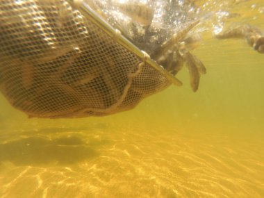 Tatlı su deposuna çingene tüneği (Sander lucioperca) stoklamak