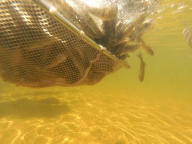 Tatlı su deposuna çingene tüneği (Sander lucioperca) stoklamak