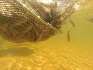 Tatlı su deposuna çingene tüneği (Sander lucioperca) stoklamak