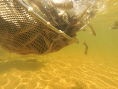 Tatlı su deposuna çingene tüneği (Sander lucioperca) stoklamak