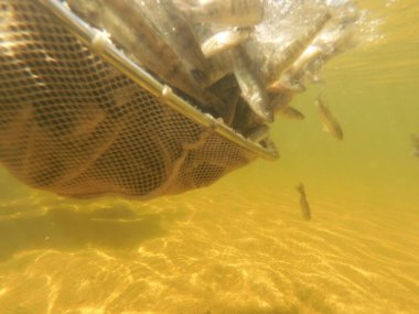 Tatlı su deposuna çingene tüneği (Sander lucioperca) stoklamak