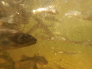 Tatlı su deposuna çingene tüneği (Sander lucioperca) stoklamak