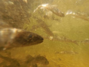 Tatlı su deposuna çingene tüneği (Sander lucioperca) stoklamak