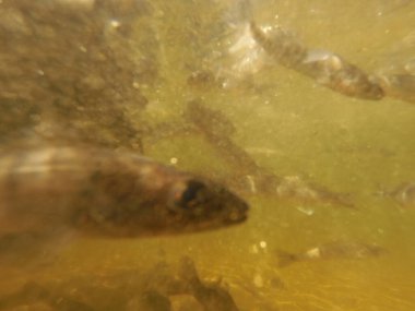 Tatlı su deposuna çingene tüneği (Sander lucioperca) stoklamak