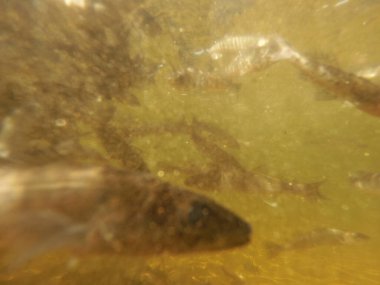 Tatlı su deposuna çingene tüneği (Sander lucioperca) stoklamak