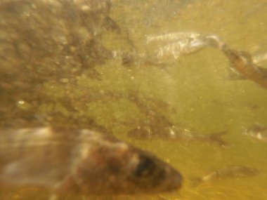 Tatlı su deposuna çingene tüneği (Sander lucioperca) stoklamak