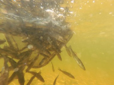 Tatlı su deposuna çingene tüneği (Sander lucioperca) stoklamak