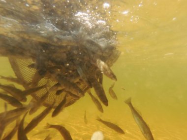 Tatlı su deposuna çingene tüneği (Sander lucioperca) stoklamak