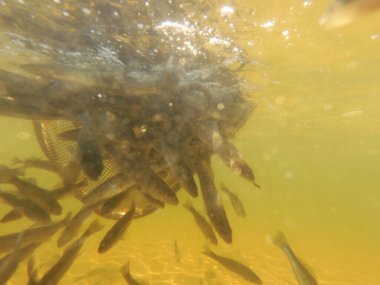 Tatlı su deposuna çingene tüneği (Sander lucioperca) stoklamak