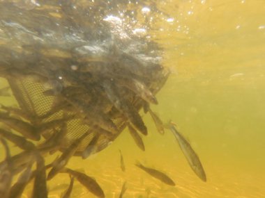Tatlı su deposuna çingene tüneği (Sander lucioperca) stoklamak