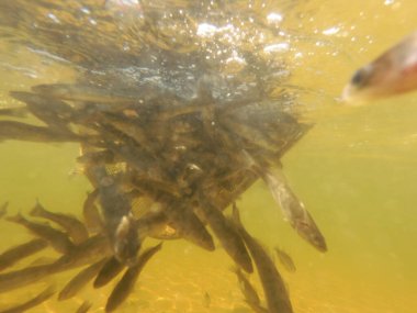 Tatlı su deposuna çingene tüneği (Sander lucioperca) stoklamak