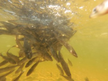 Tatlı su deposuna çingene tüneği (Sander lucioperca) stoklamak