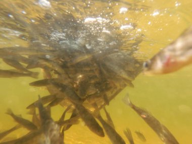 Tatlı su deposuna çingene tüneği (Sander lucioperca) stoklamak
