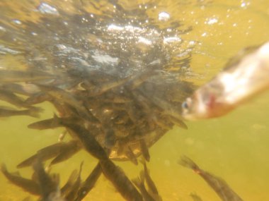 Tatlı su deposuna çingene tüneği (Sander lucioperca) stoklamak