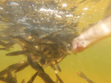 Tatlı su deposuna çingene tüneği (Sander lucioperca) stoklamak