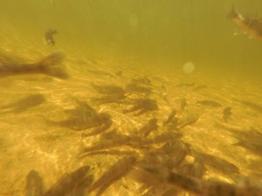 Tatlı su deposuna çingene tüneği (Sander lucioperca) stoklamak