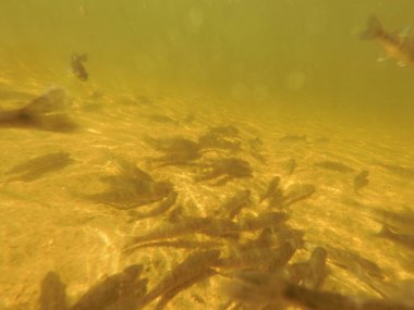 Tatlı su deposuna çingene tüneği (Sander lucioperca) stoklamak