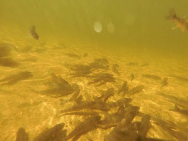 Tatlı su deposuna çingene tüneği (Sander lucioperca) stoklamak