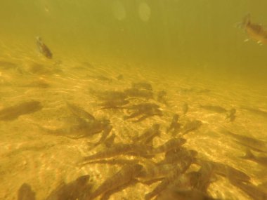 Tatlı su deposuna çingene tüneği (Sander lucioperca) stoklamak