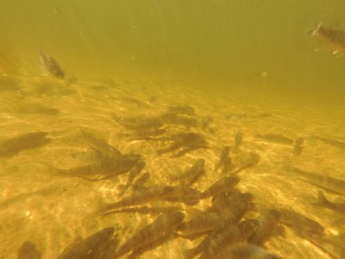 Tatlı su deposuna çingene tüneği (Sander lucioperca) stoklamak