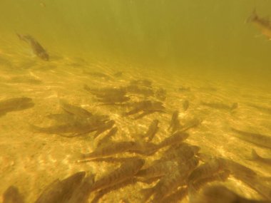 Tatlı su deposuna çingene tüneği (Sander lucioperca) stoklamak