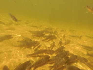 Tatlı su deposuna çingene tüneği (Sander lucioperca) stoklamak