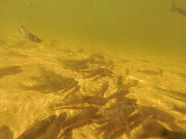 Tatlı su deposuna çingene tüneği (Sander lucioperca) stoklamak