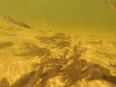 Tatlı su deposuna çingene tüneği (Sander lucioperca) stoklamak