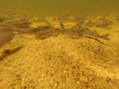 Tatlı su deposuna çingene tüneği (Sander lucioperca) stoklamak