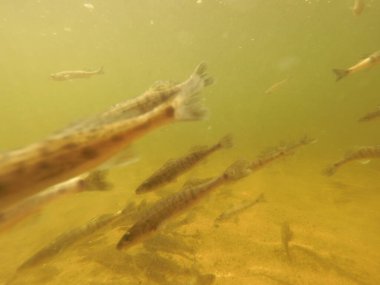 Tatlı su deposuna çingene tüneği (Sander lucioperca) stoklamak