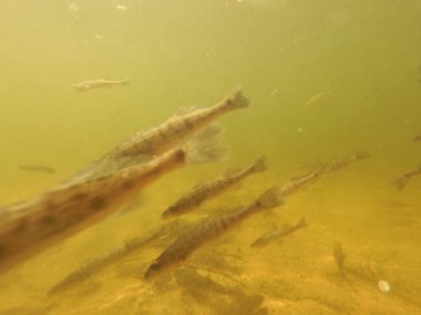 Tatlı su deposuna çingene tüneği (Sander lucioperca) stoklamak