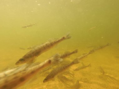 Tatlı su deposuna çingene tüneği (Sander lucioperca) stoklamak
