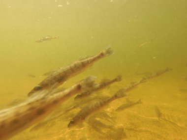 Tatlı su deposuna çingene tüneği (Sander lucioperca) stoklamak
