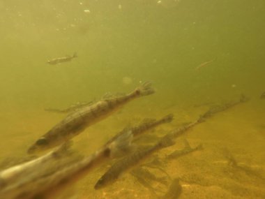 Tatlı su deposuna çingene tüneği (Sander lucioperca) stoklamak