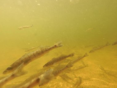 Tatlı su deposuna çingene tüneği (Sander lucioperca) stoklamak