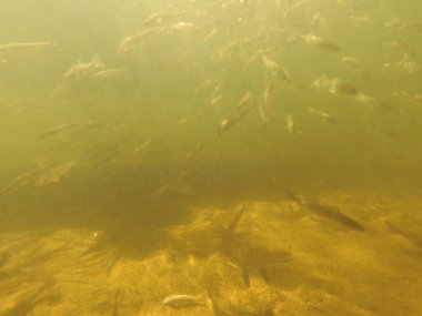 Tatlı su deposuna çingene tüneği (Sander lucioperca) stoklamak