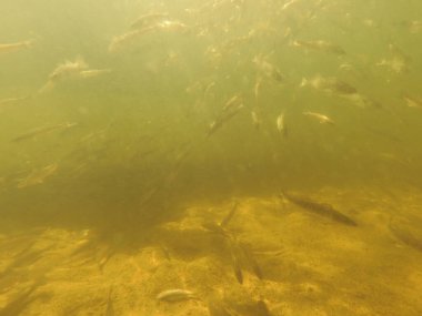 Tatlı su deposuna çingene tüneği (Sander lucioperca) stoklamak