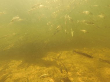 Tatlı su deposuna çingene tüneği (Sander lucioperca) stoklamak