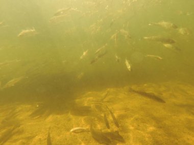 Tatlı su deposuna çingene tüneği (Sander lucioperca) stoklamak