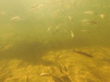 Tatlı su deposuna çingene tüneği (Sander lucioperca) stoklamak