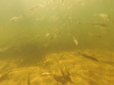 Tatlı su deposuna çingene tüneği (Sander lucioperca) stoklamak