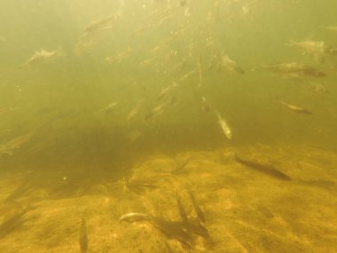 Tatlı su deposuna çingene tüneği (Sander lucioperca) stoklamak