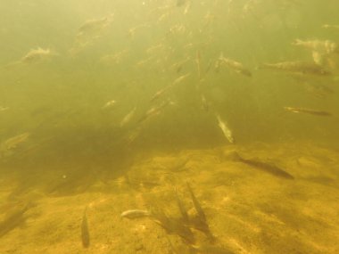 Tatlı su deposuna çingene tüneği (Sander lucioperca) stoklamak