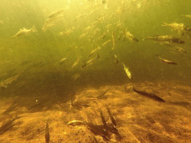 Tatlı su deposuna çingene tüneği (Sander lucioperca) stoklamak