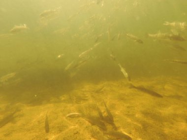 Tatlı su deposuna çingene tüneği (Sander lucioperca) stoklamak