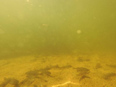 Tatlı su deposuna çingene tüneği (Sander lucioperca) stoklamak